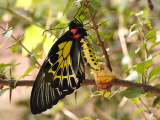 BIRD WING BUTTERFLY