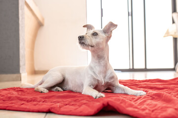 White dog in a red blanket. Female dog. Puppy