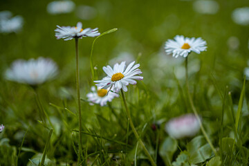 Stokrotki © Piotr Gaborek 