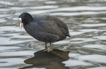 Coot on a loch close up in Scotland