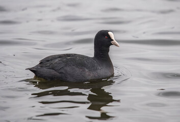 Coot on a loch close up in Scotland