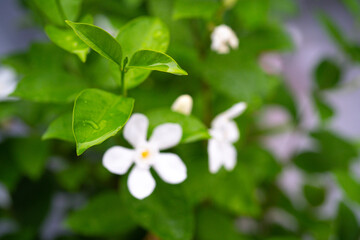 white flowers on green background