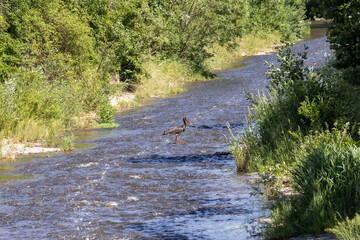 Ein Schwarzstorch mit schillerndem Gefieder in der Seitenansicht in einem Fluss auf der Nahrungssuche