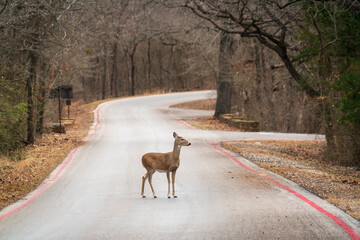 Young Doe at Chickasaw National Recreation Area, Oklahoma