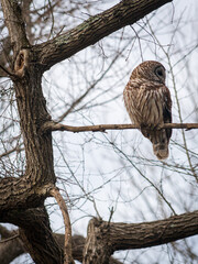 And Owl at Chickasaw National Recreation Area, Oklahoma