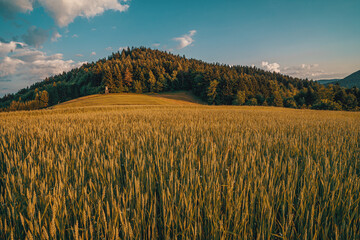 Pole zboża o zachodzie słońca © Piotr Gaborek 