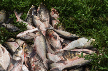 Pile of fish for sell in a market