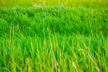 Obraz premium green grass in the morning