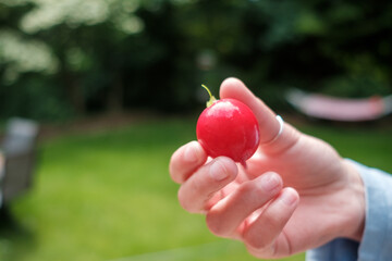 A small perfectly round red radish held in a hand
