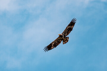 Fototapeta na wymiar A bald eagle flies overhead with its wings extended against a blue sky