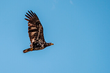 A bald eagle flies overhead with its wings extended against a blue sky