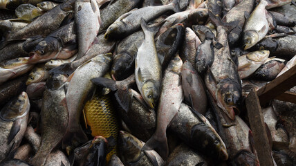 Pile of fish for sell in a market