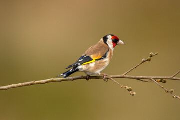 Goldfinch perched on a branch, close up in a forest, in Scotland in the spring