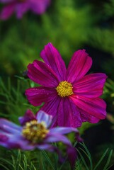 Obraz premium Close Up Summer Flowers