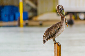 louisiana brown pelican on the water at the edge of a fishing camp