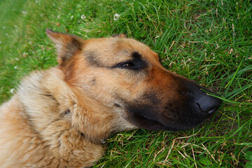 German Shepherd Relaxing On The Green Grass. The dog lies relaxed in the summer on the grass.