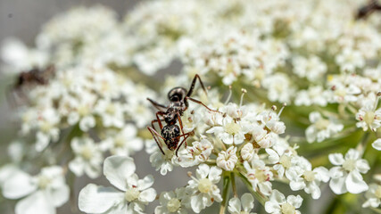 Ant on flower. Black garden ants on white flowers. Lasius niger.Ant on flower.