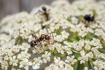 Ant on flower. Black garden ants on white flowers. Lasius niger.Ant on flower.