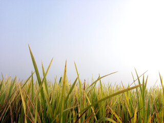 Fototapeta premium Young paddy with winter morning dew on leaves in a seedling rice field in front of foggy sky background. a common ant view scene of Bangladesh and Asia.