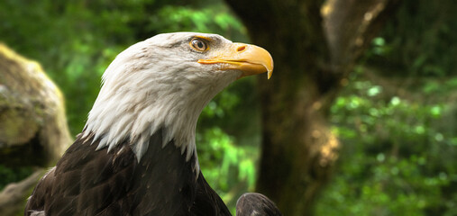Adler in der Natur