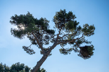 Pine tree branches against blue sky background. Copy space
