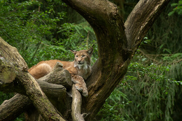 Luchs auf einem Baum im Wald 