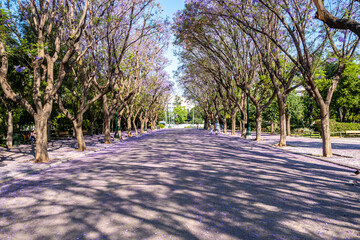Jacaranda mimosifolia trees on street that drives to Zappeion Megaron Athens, Greece.