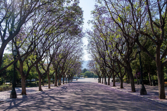 Jacaranda mimosifolia trees on street that drives to Zappeion Megaron Athens, Greece.