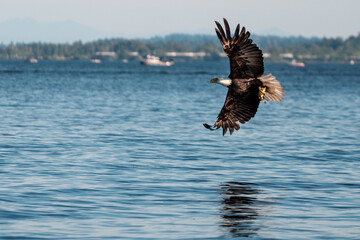 A bald eagle soars in the sky and hunts on the water as it catches fish in the lake