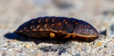 Dead large Madagascar cockroach close-up