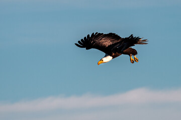A bald eagle soars in the sky and hunts on the water as it catches fish in the lake