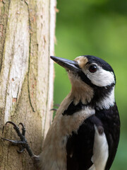 Great Spotted Woodpecker cling to tree trunks.