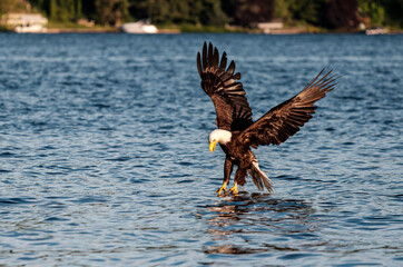 A bald eagle soars in the sky and hunts on the water as it catches fish in the lake
