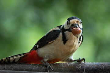 A great spotted woodpecker with a hazelnut in its beak.
