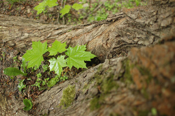 Young green maple leaves grow at the foot of the tree. Spring young leaves. Green maple leaves on a background of tree bark and moss.