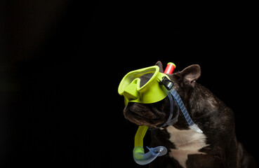 image of dog dark background