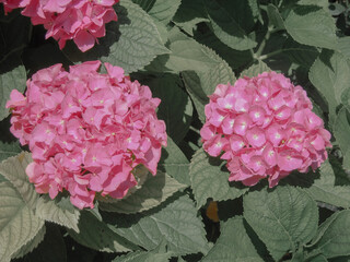 Fototapeta Hortensja ogrodowa w kolorze różowym, piękne duże kwiaty. Zdjęcie w stylu vintage obraz