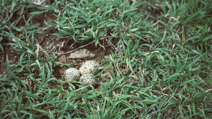 Obraz premium BIRD EGGS IN A NEST ON EARTH IN THE MIDDLE OF A PASTURE