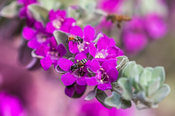 Fototapeta na wymiar bee on purple flower