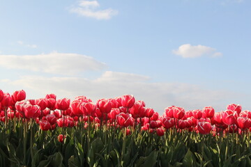 a long row red tulips with green leaves in a dutch bulb field in springtime with a blue sky above - Powered by Adobe