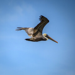 pelican on sky