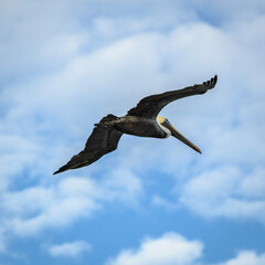 pelican in flight