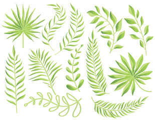 Collection of green leaves, fern leaf, fan palm. Nature leaves collection. Set of Tropical leaves, Vector illustration.