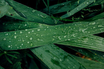 Beautiful large drops of fresh morning dew in the macro of juicy green grass. Rain in the spring in summer in nature.