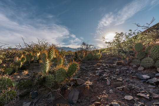 cactus and stones on the mountain in Argentina - background sun