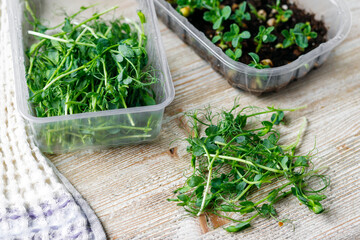 Home cultivation of microgreens - homemade peas small and large in plastic containers on a wooden table.