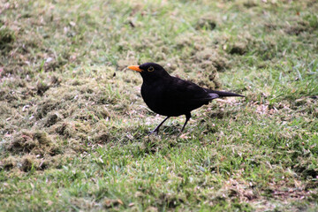 blackbird on the grass