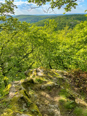 look through the treetop with a tremendous view