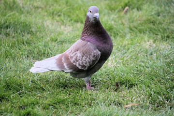 A close up of a Ferel Pigeon