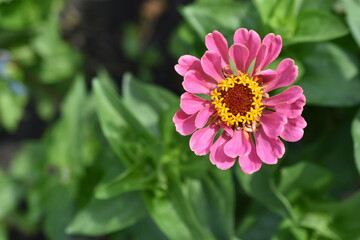 Obraz premium Colorful red yellow and blue flowers of zinnia close up